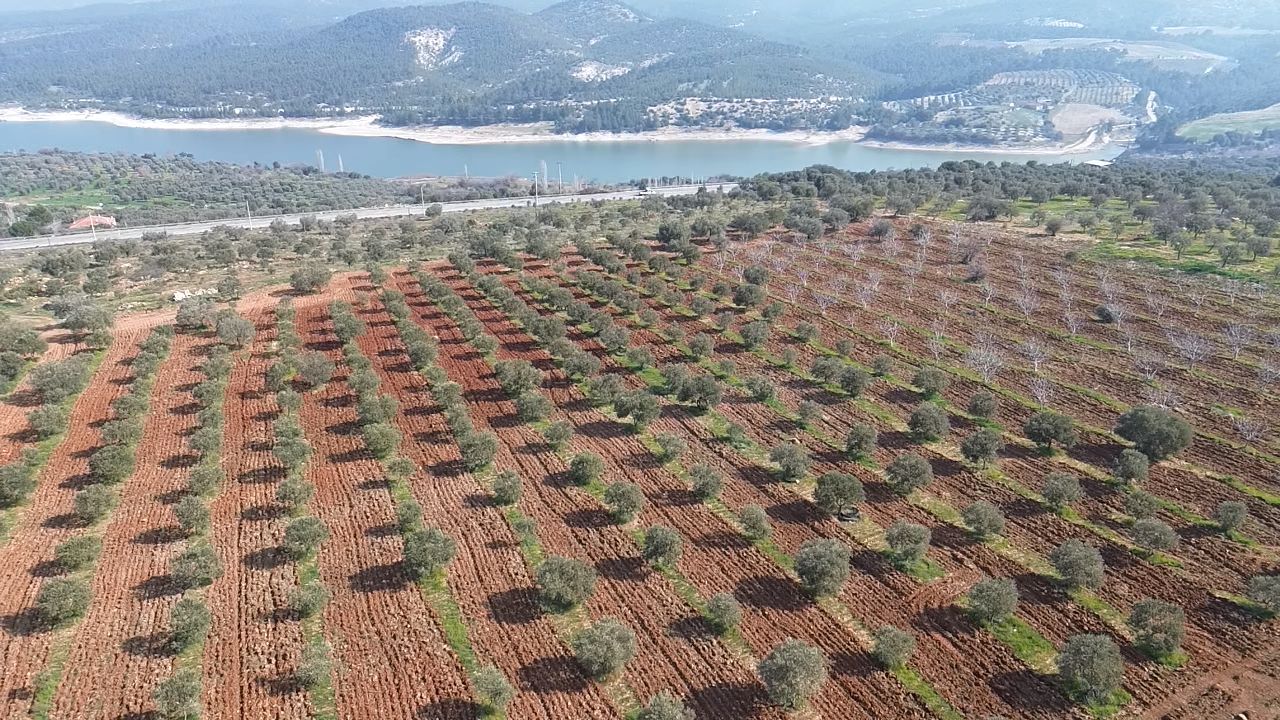Özcan Zeytinyağı